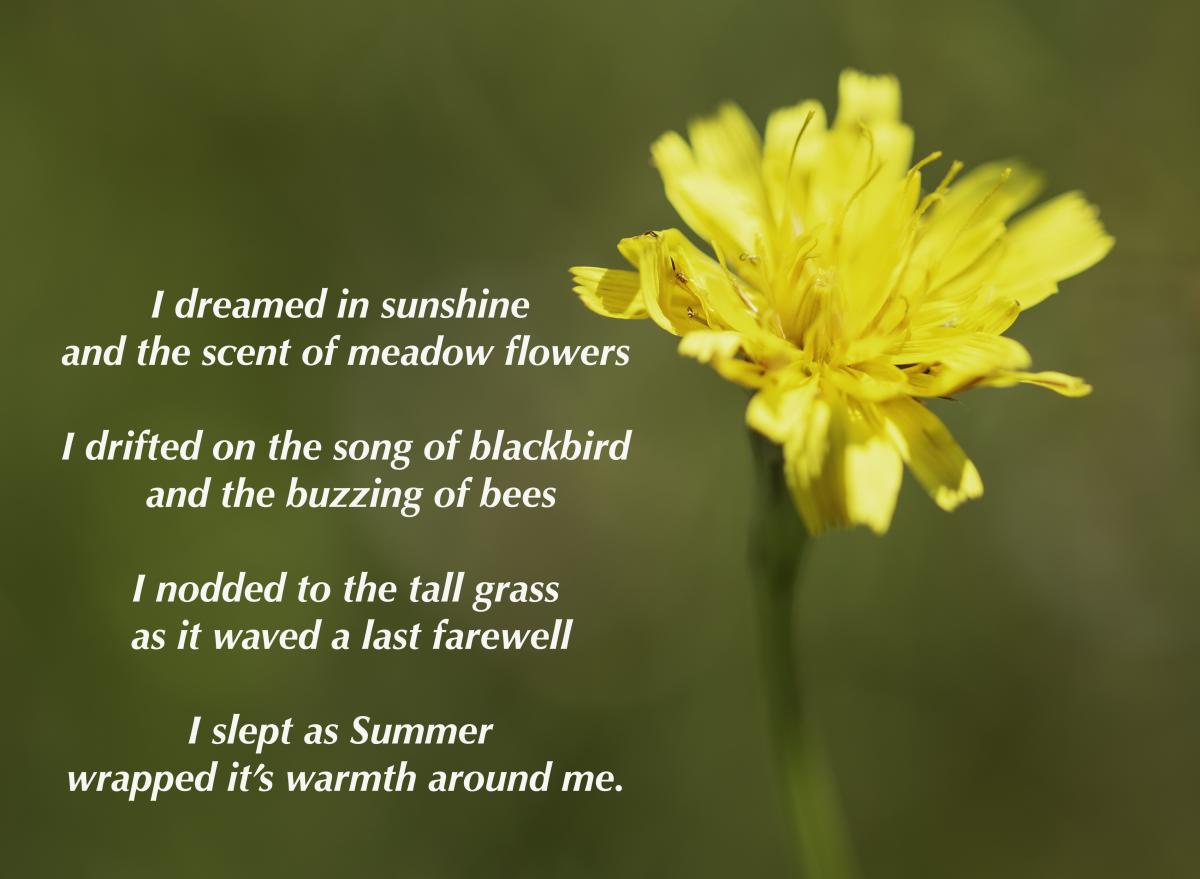 The Wildflower Way with Words Forest of Bowland National Landscape